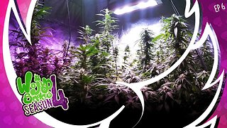 S4E6 Indoor Cannabis Cultivation: Amazing Growth Progress