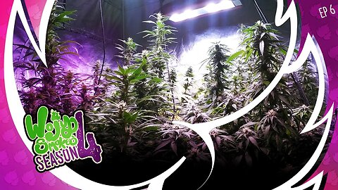 S4E6 Indoor Cannabis Cultivation: Amazing Growth Progress