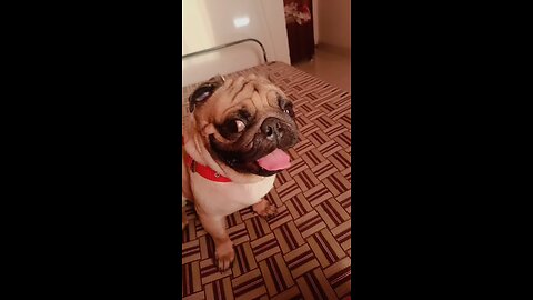 😅😅😅 #pug #puglife #funny #funnyvideo #rumble