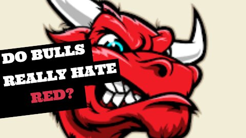 Do Bulls Really Hate Red?