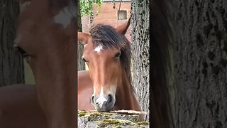 Beautiful Horse 🐎 #yorkshire #uk #horse #nature