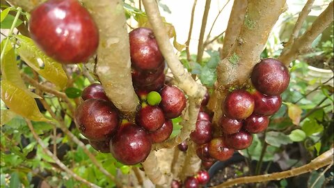 promoção de jabuticaba poncan atemoia pinha fruta do milagre sapoti goiaba roxa fruta do mistério...