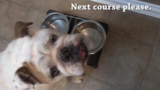 Porkchop the Bulldog's 3-Course Meal