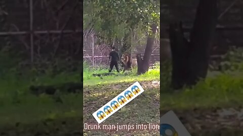 Drunk man jumps into lion 😱 #lion