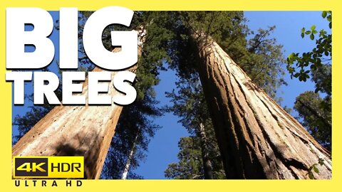 Calaveras BIG TREES State Park Campground Drive Through & DRONE VIDEO in 4k HDR DJI