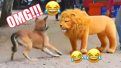 Fake tiger prank to dog, huge box prank to dog and troll prank dog with funny & fake Lion