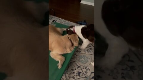 Golden Retriever and Springer Spaniel Puppies Playing With Squeaky Toy!