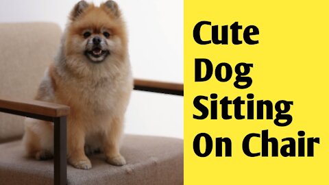 Cute Dogs Stained on Chair | Dog sitting on chair like human | Cute Dog Sitting on Chair