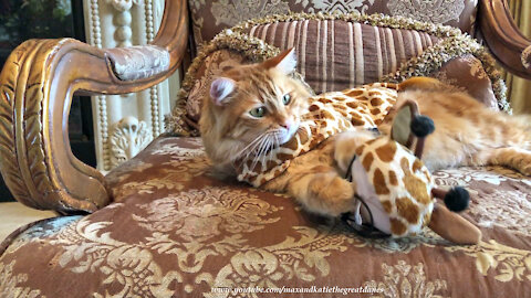 Funny Cat Gets His Claws Stuck In Owner And Giraffe Halloween Costume