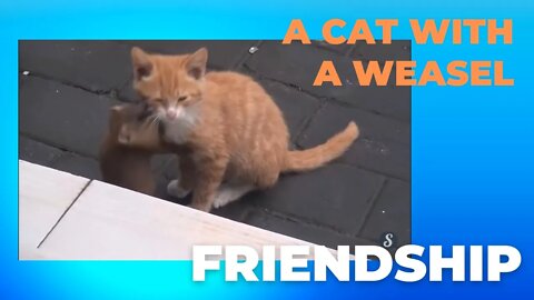 Which friendship is more valuable?a cat with a weasel VS Chopin with Pauline Viardot 黄鼠狼与猫的友谊|肖邦与维亚多