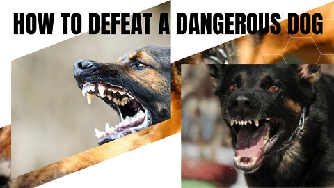 How To Defeat A Dangerous Dog Attack