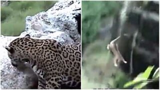 Leopardo desequilibrado cai de penhasco de 6 metros