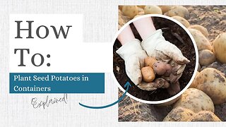 How to Plant Seed Potatoes in Containers: Explained!