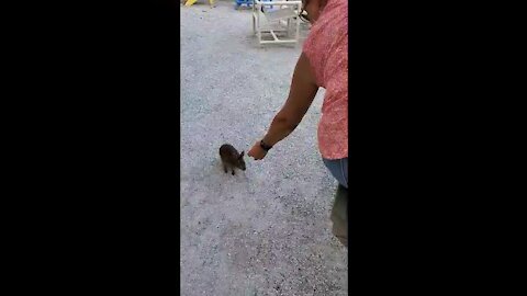 Bar Bunny Eats Fries