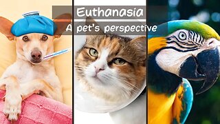 Euthanasia. A Pet's Perspective.
