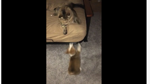 Cat refuses to let corgi puppy on bed