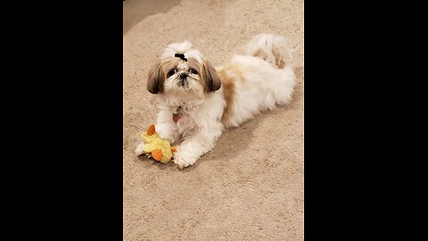 Rosie Will Steal Your Heart (Featuring Rosie The Shihtzu)