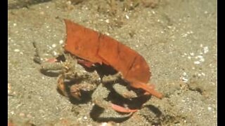 Un crabe se cache sous une feuille