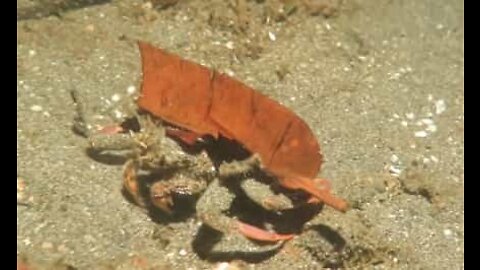 Un crabe se cache sous une feuille