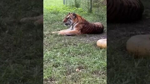 It's CATnap o'clock for Kali tiger @BigCatRescue 11 13 2022