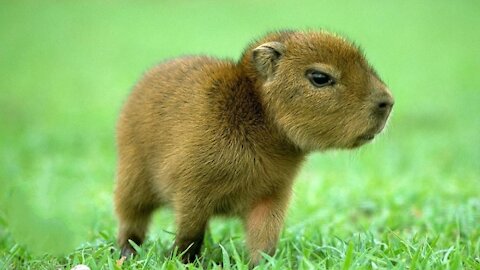 Adorable Baby Capybara Playing With Their Moms.