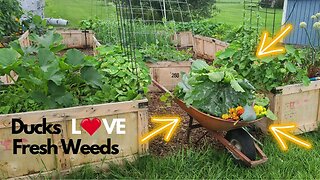 Ducks LOVE to eat the GREENS from the garden!