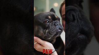 🐶 #PAWS - Loving Companions: Woman and Frenchie, An Unbreakable Bond of Love 🐾