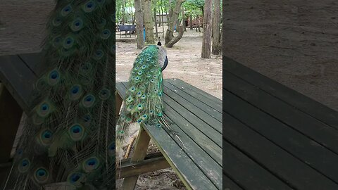 Peacock on the bench