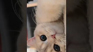 CAT VIDEO