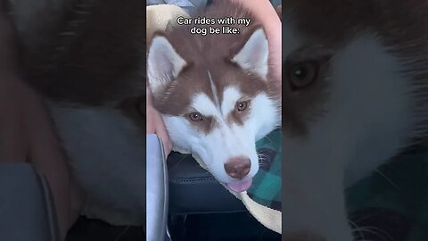 Car rides with my husky be like…