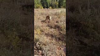 Being Hunted by a Lion GLOCK saves the day