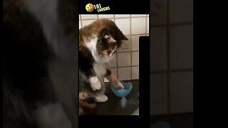 Funny Cats & Dogs Compilation Fails | #shorts #funny #funnyvideo #funnydogs #funnycats