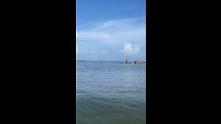 Livestream Clip - Just Another Manatee Monday - Little Hickory Beach Bonita Springs, FL