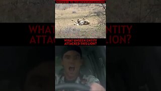 LION ATTACKED BY AN ENTITY