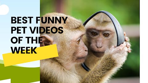 BEST ANIMAL FUNNY VIDEOS OF THE WEEK