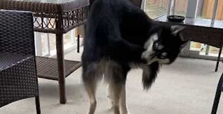 Dog literally possessed by its own tail