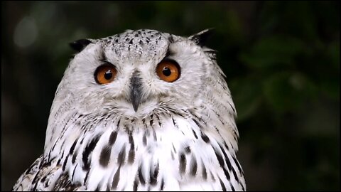 "Owl-Inspiring Moments: Discover the Allure and Grace of Nature's Most Enchanting Creatures"