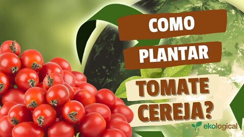 COMO PLANTAR TOMATE CEREJA EM VASO EM 10 SEGUNDOS?