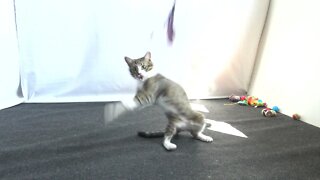 Kitten Jumps to Catch the Toy