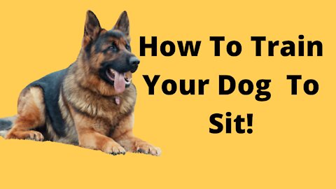 How To Train Your Dog To Sit