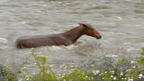 Horse Saved From Raging River After Two Hour Battle With Current