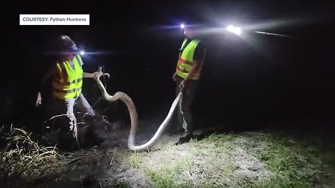 Former real estate agent on the prowl, hunting for pythons in Florida Everglades