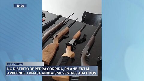 Periquito: No Distrito de Pedra Corrida, PM Ambiental Apreende Armas e Animais Silvestres Abatidos.