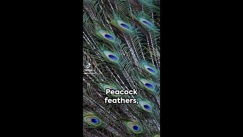 Fascinating facts about the peacock