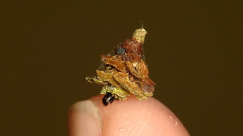 Clever Caterpillar Hauls Camouflage On Its Back To Avoid Predators
