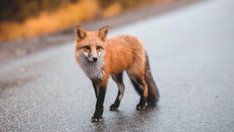 Wild fox unexpectedly comes when called by human