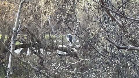 Great Blue Heron on a tree branch