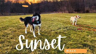 Peaceful Weekend Sunset Vibes- Happy Dogs (Tail Boys) #dog #tailboys #labrador #doglover #dogs