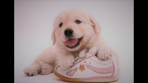Funny dogs with shoes