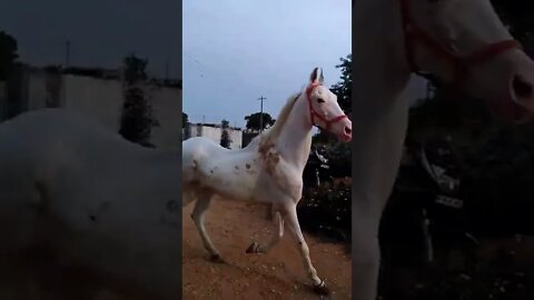 BEAUTIFUL WHITE HORSE HYDERABAD